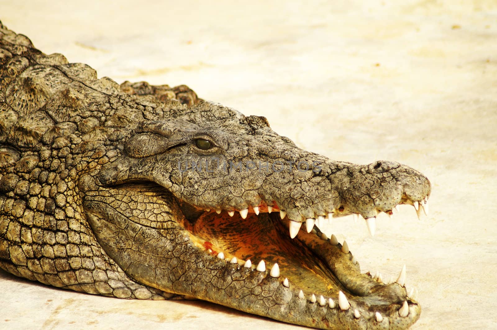 Alligator shows teeth  by photochecker