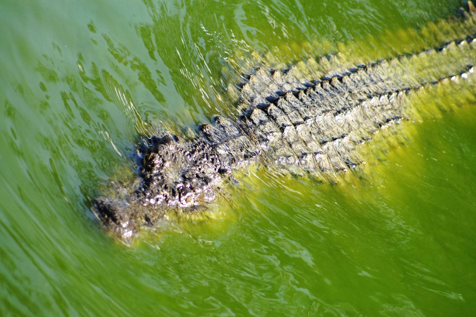 Alligator hunting in the rivers of Africa 