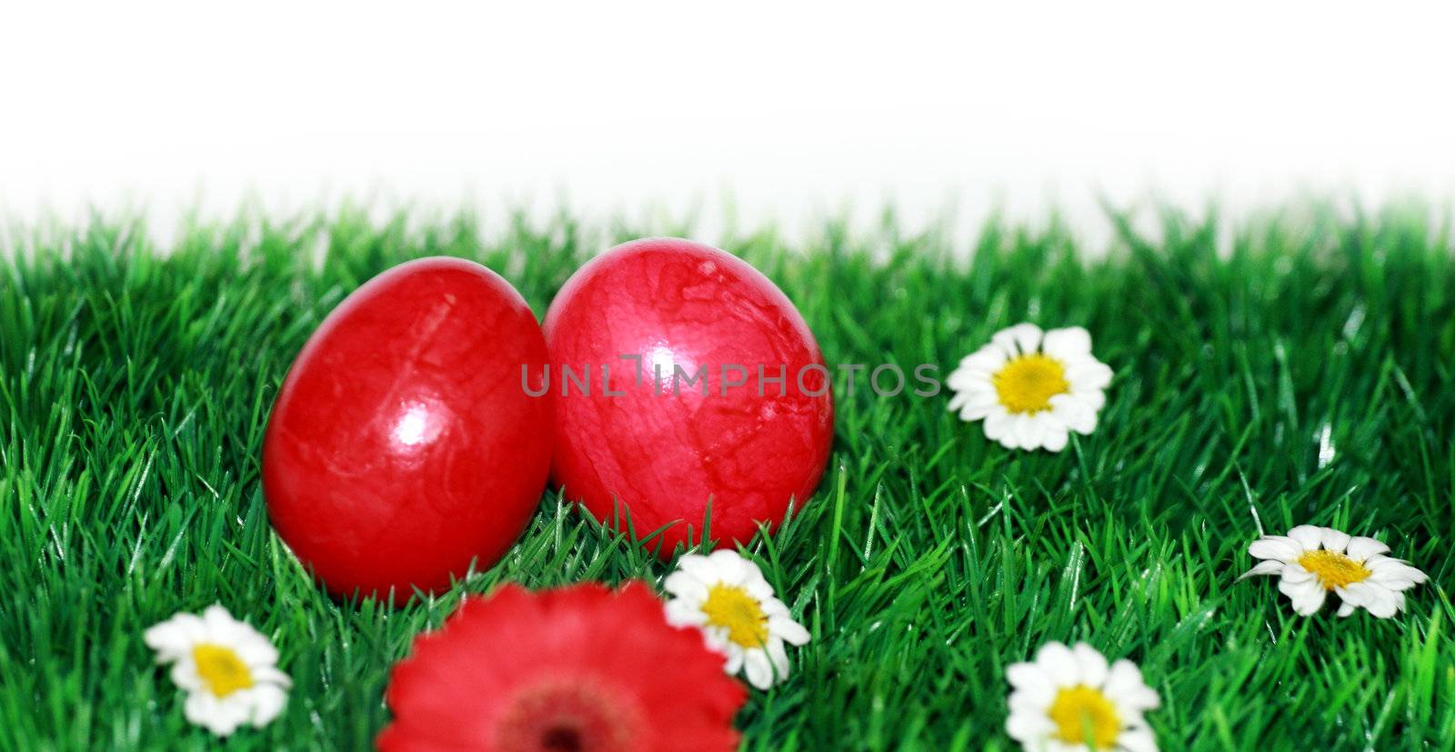 Red eggs on a flower meadow  by photochecker