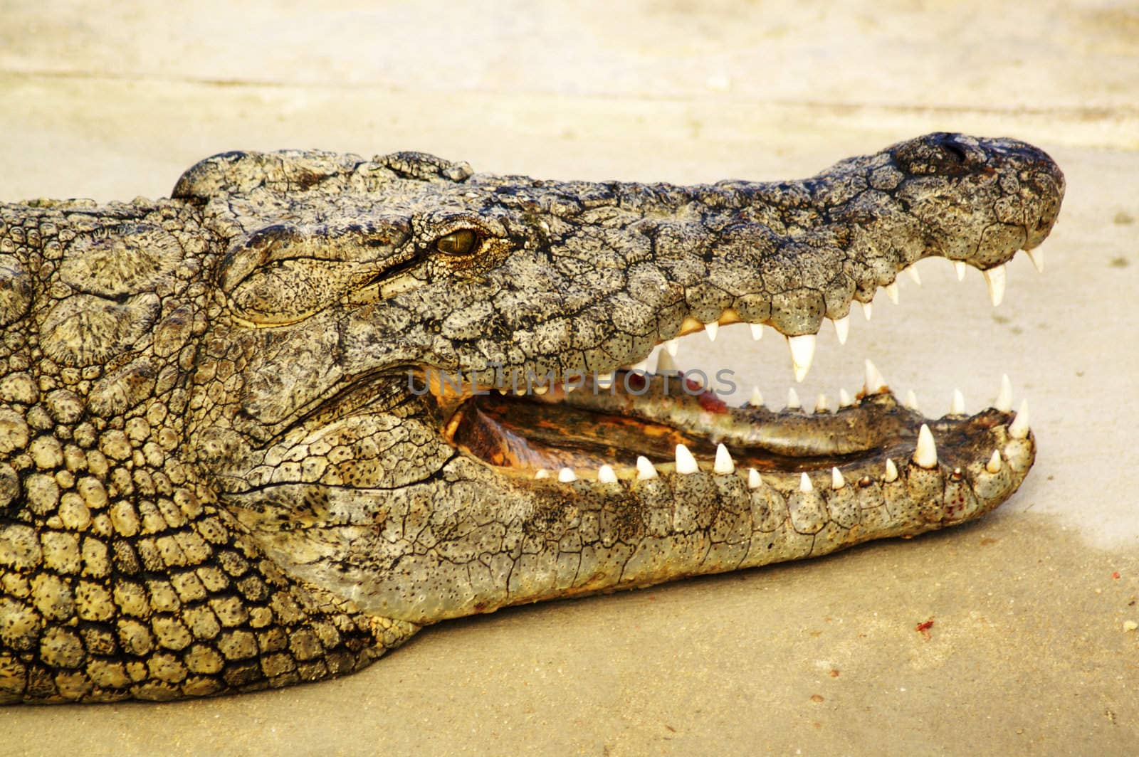 Alligator shows his teeth  by photochecker