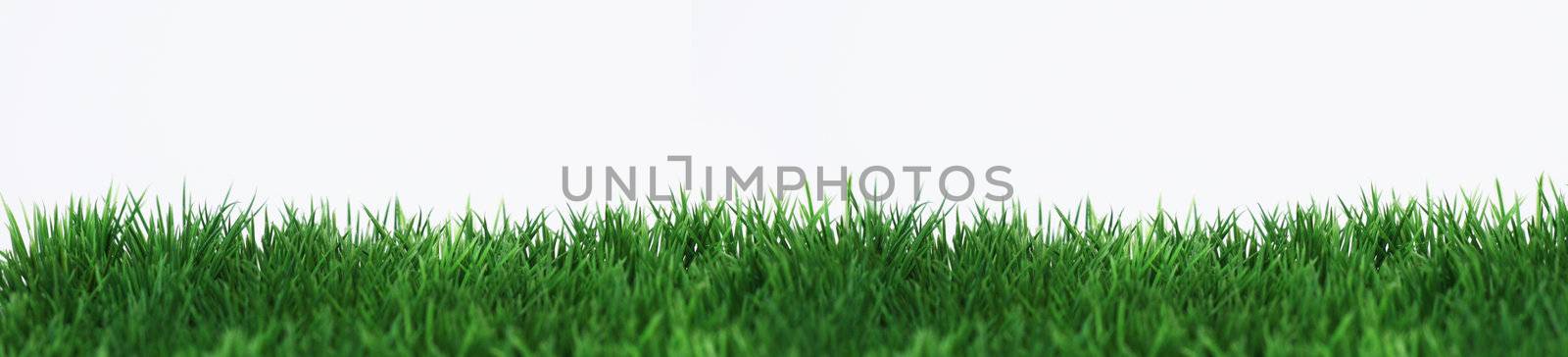 Green field on white background