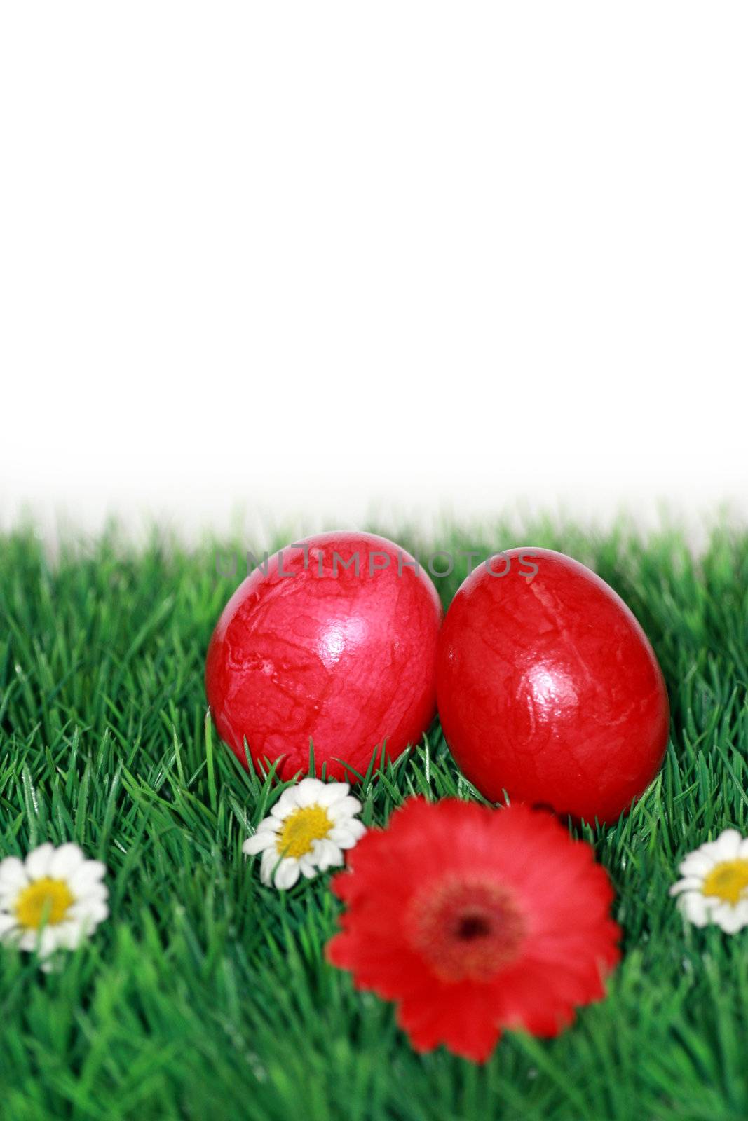Red Easter eggs in grass  by photochecker