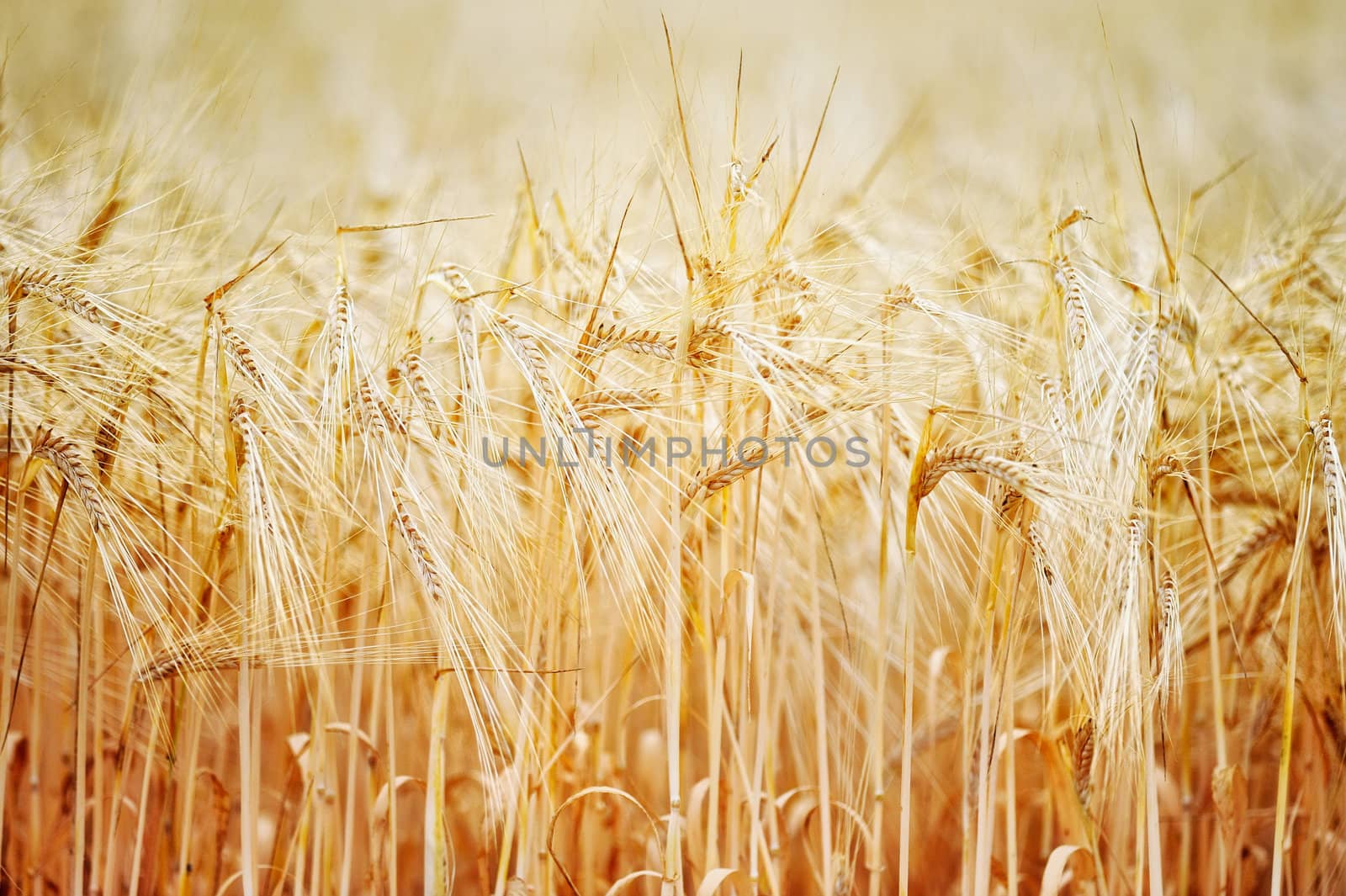 Mass of wheat on the yellow meadow