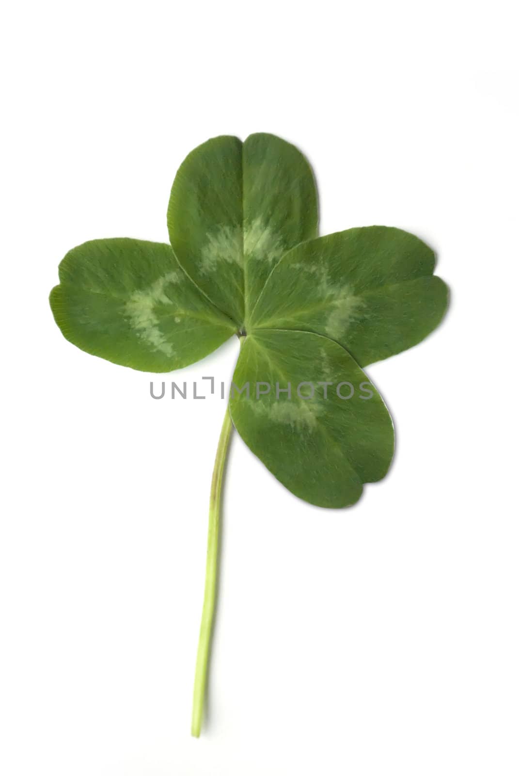 four leaved clover isolated on white background