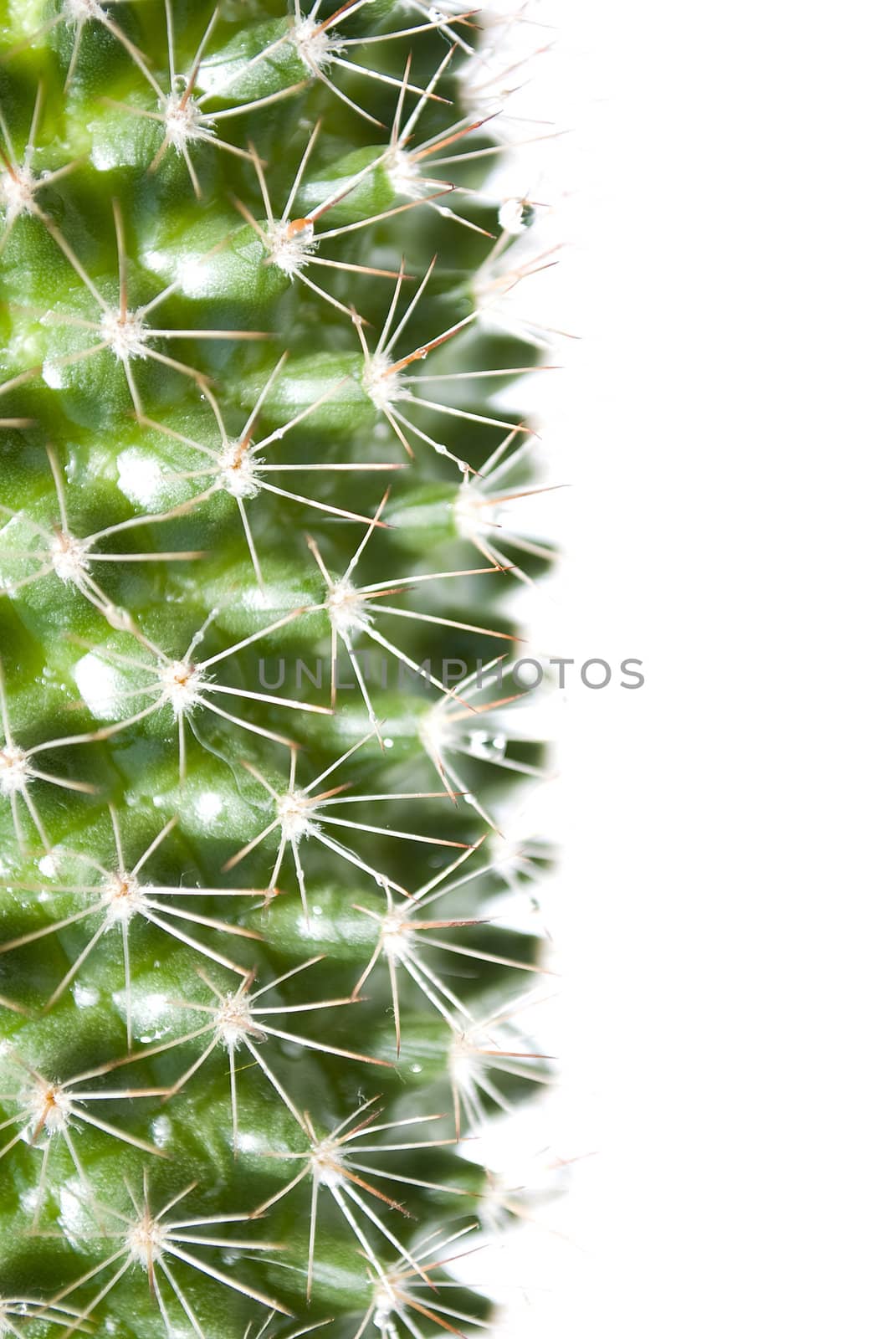 cactus by Dessie_bg