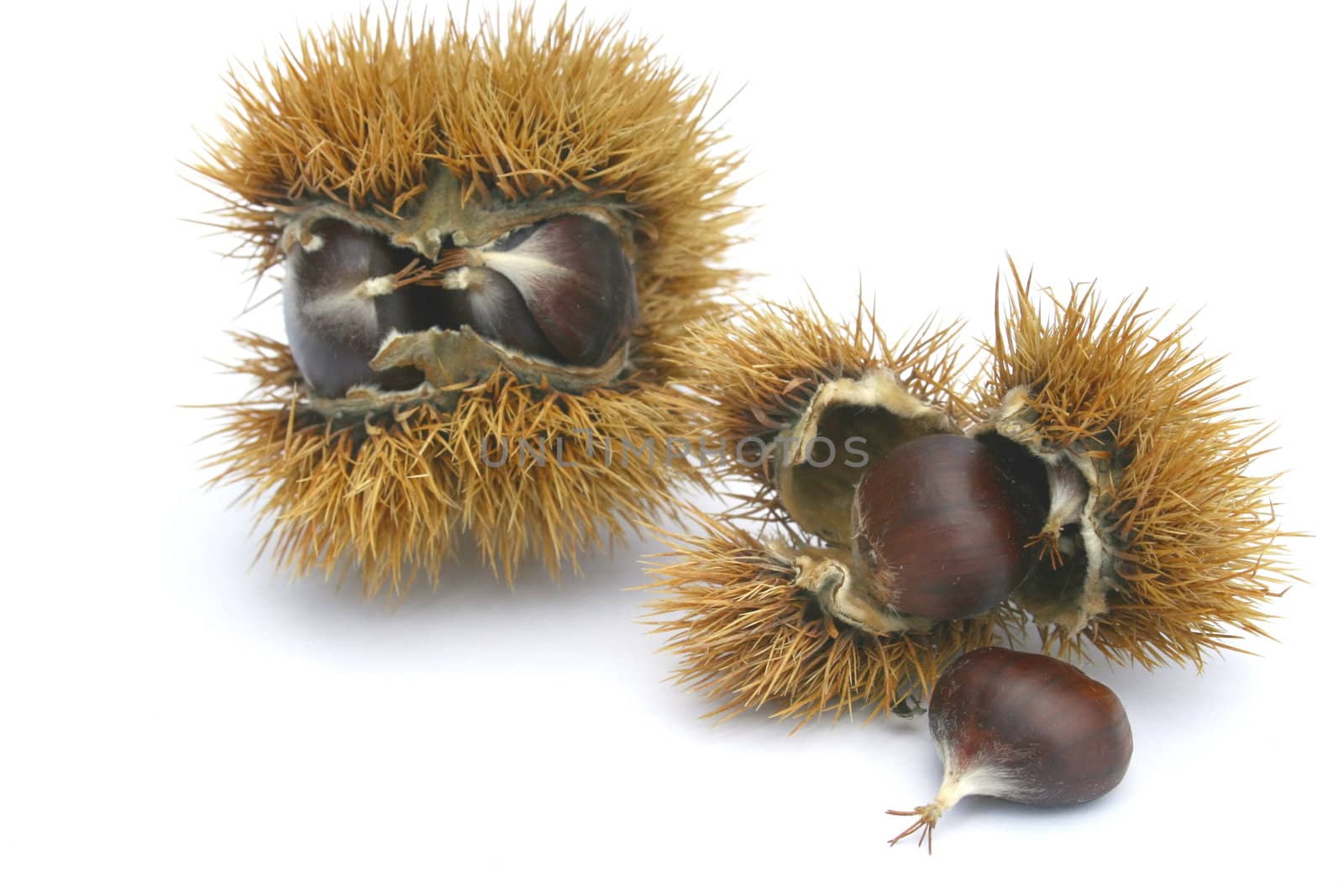 lleckere Edelkastanien,teilweise noch im Fruchtgehäuse	
delicious chestnuts, some still in the fruit body