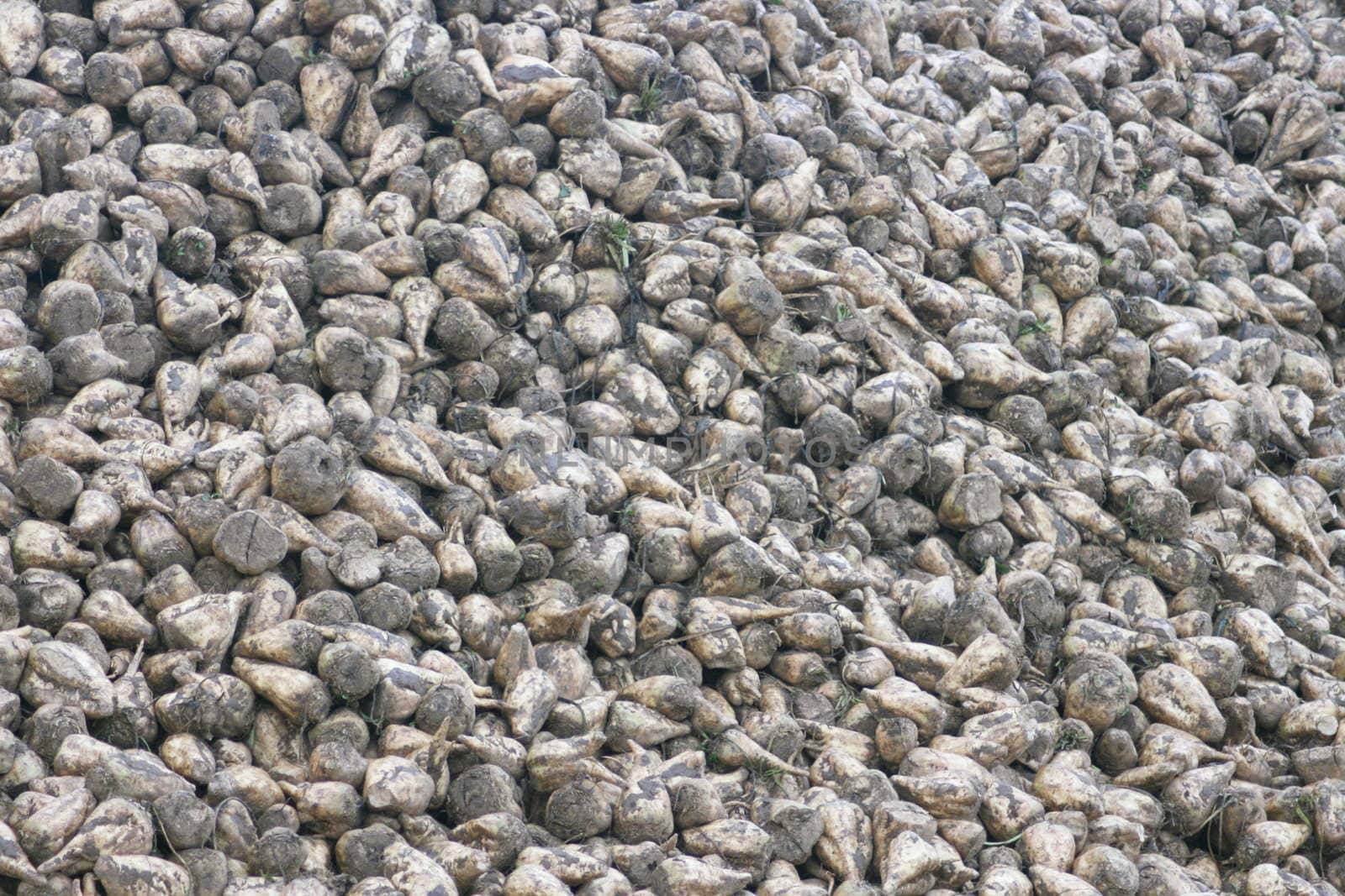 frisch geerntete Zuckerrüben,zu einem Berg aufgeschichtet	
freshly harvested sugar beets, piled up a mountain