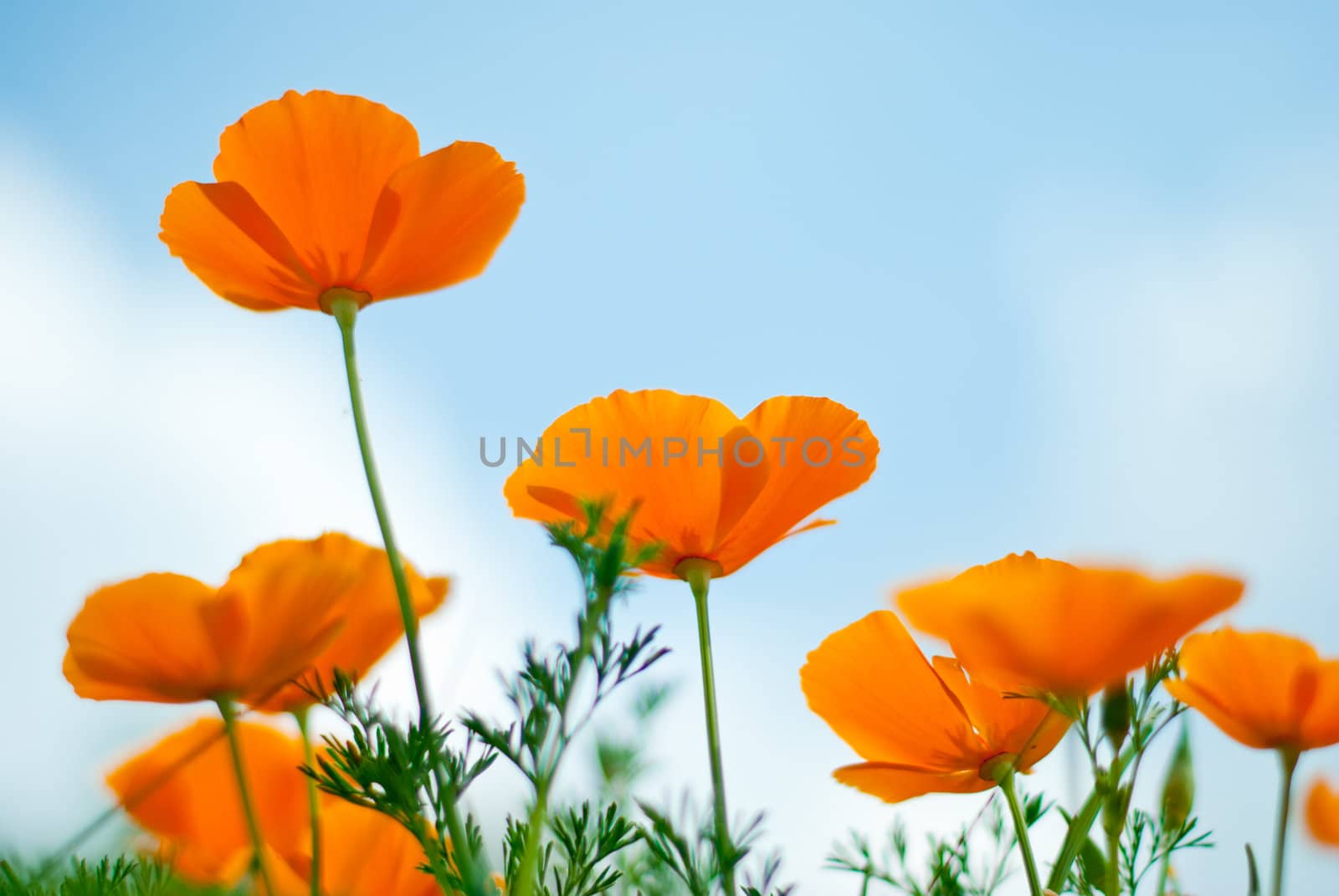 Orange Poppies Field shoot against blue sky.