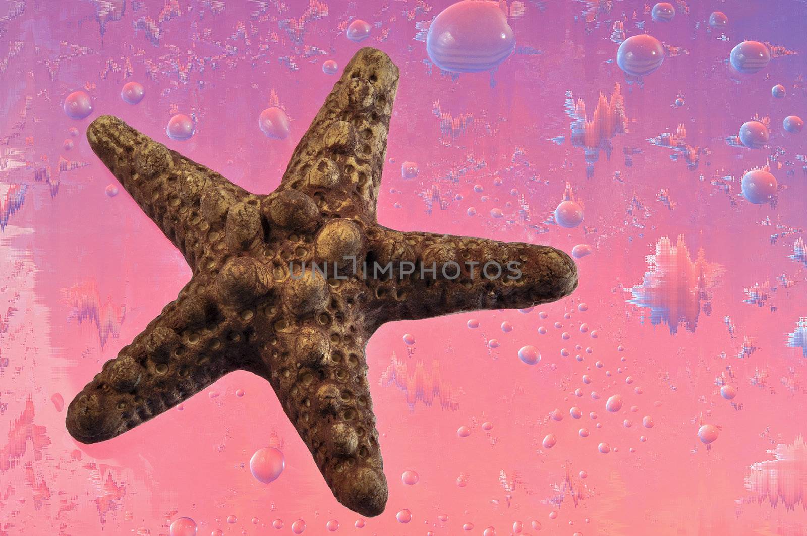 Starfish of brown color on a pink abstract background with water drops
