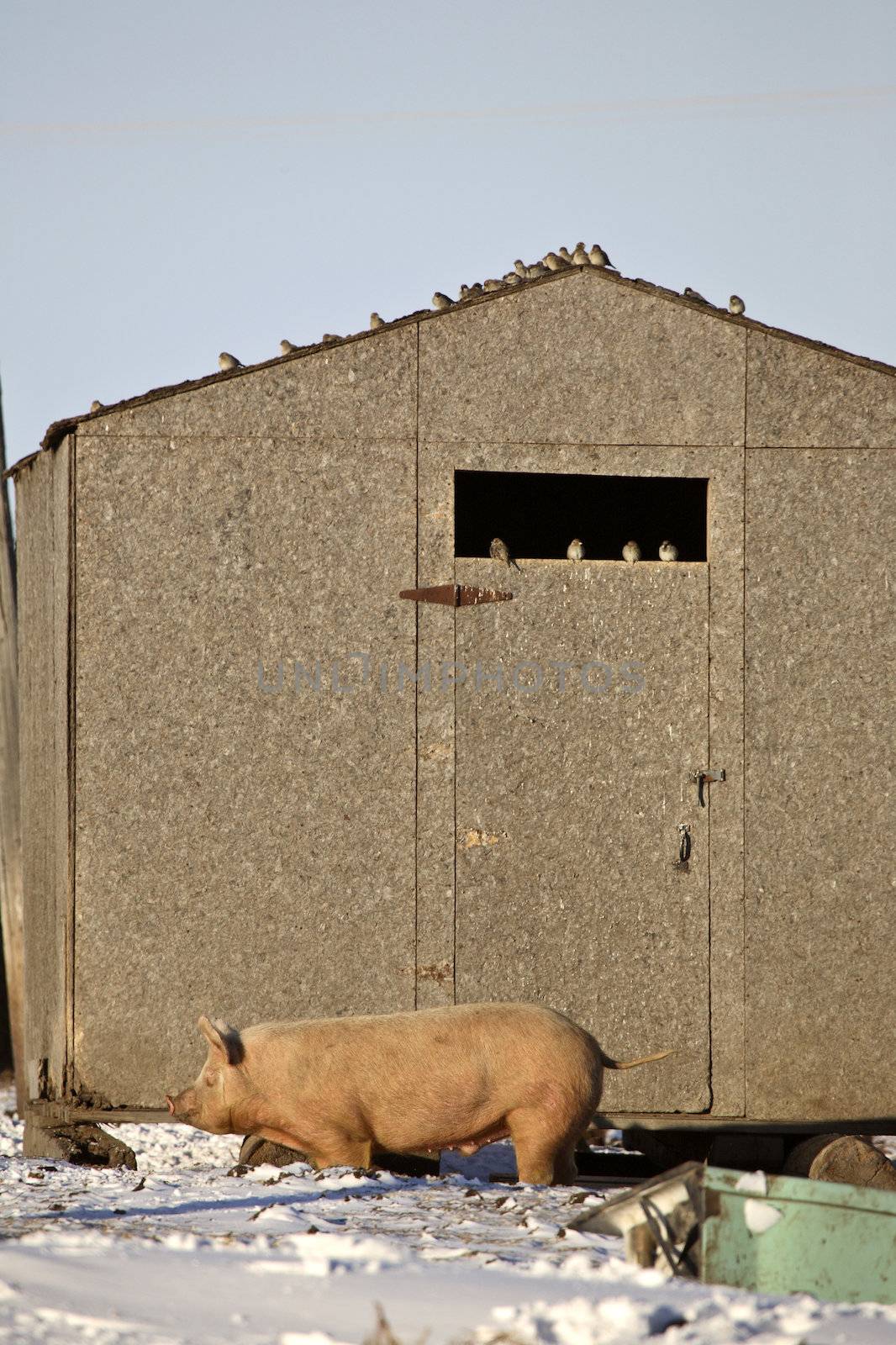 Pig beside shed in winter by pictureguy