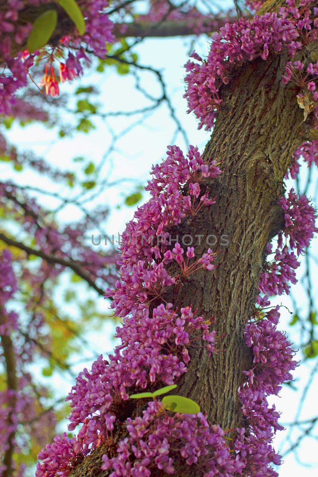Pink cherry tree with flowers growing on trunk