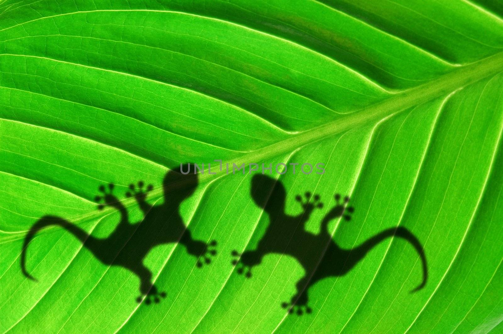 tropical background with leaf and gecko or lizard animal