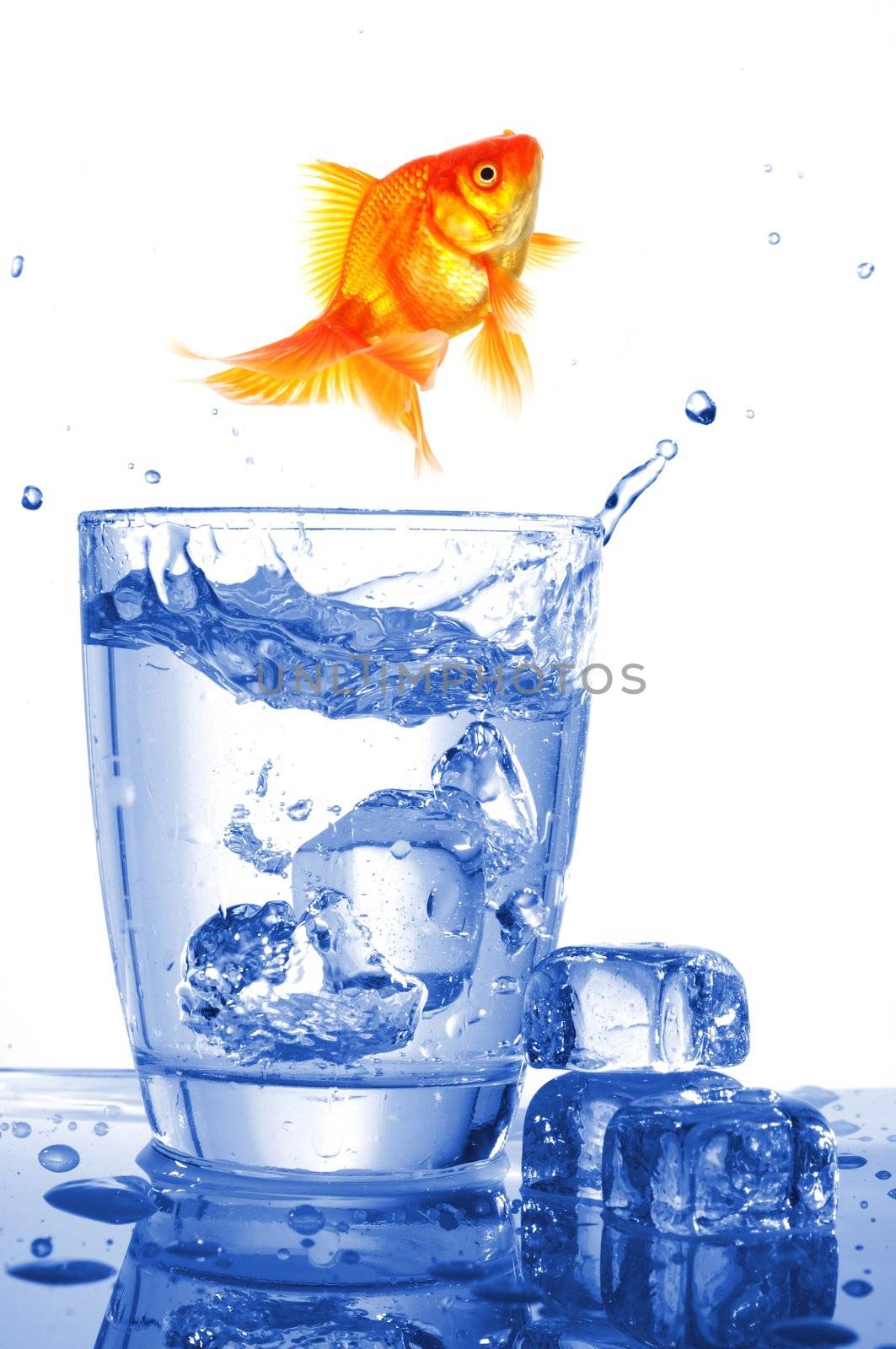 goldfish in glass water by gunnar3000