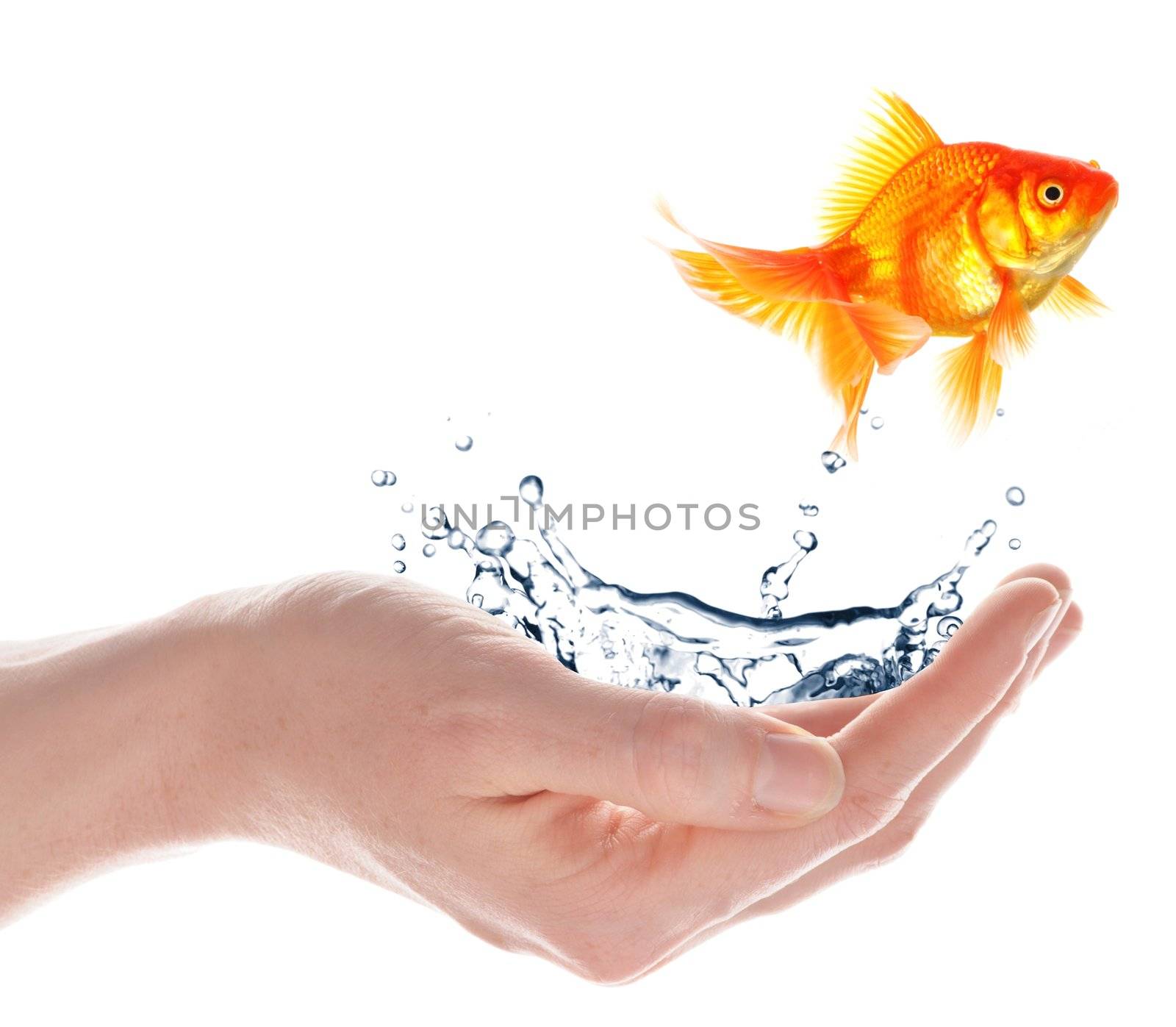 goldfish jumping from hand isolated on white background