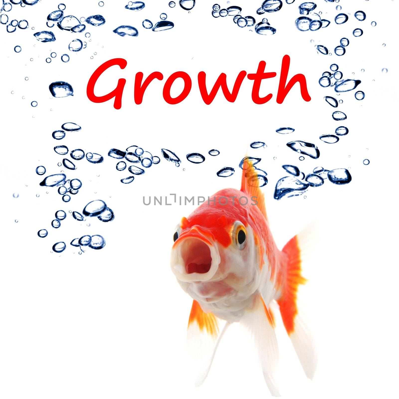 business growth or success concept with goldfish