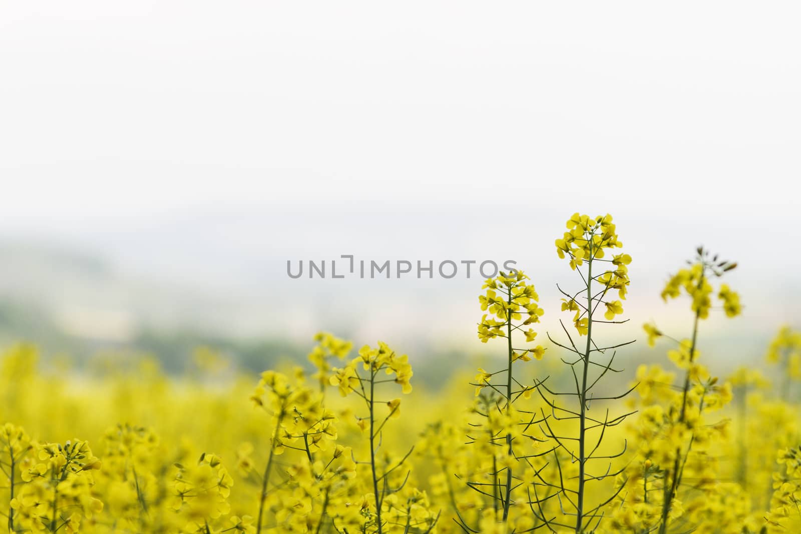 yellow colza with nice depth of field. landscape in background