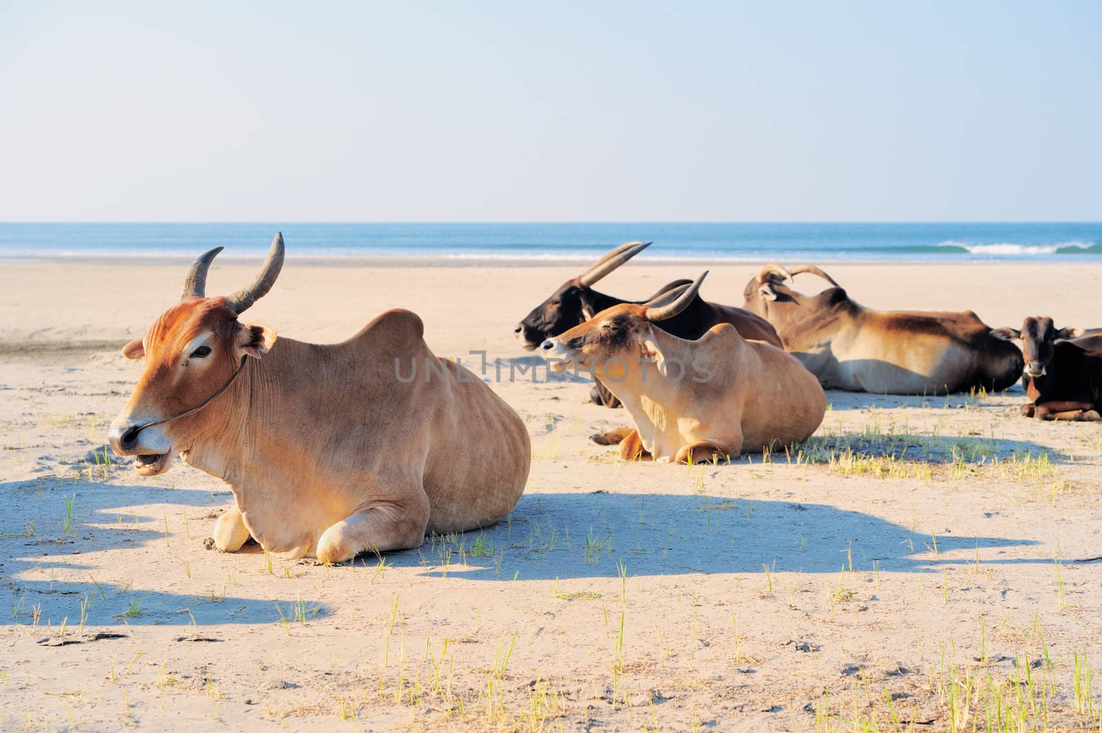 Holy indian cows on the beach in Goa