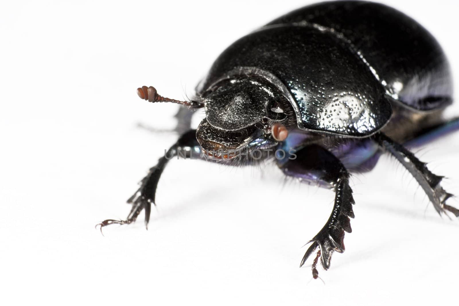 black bug in upper left corner on white background with nice antenna and impressive legs