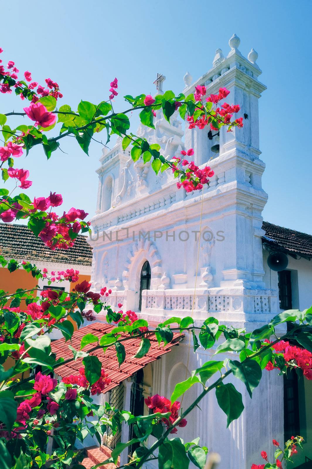Snow-white catholic Church and pink branches in Goa, India