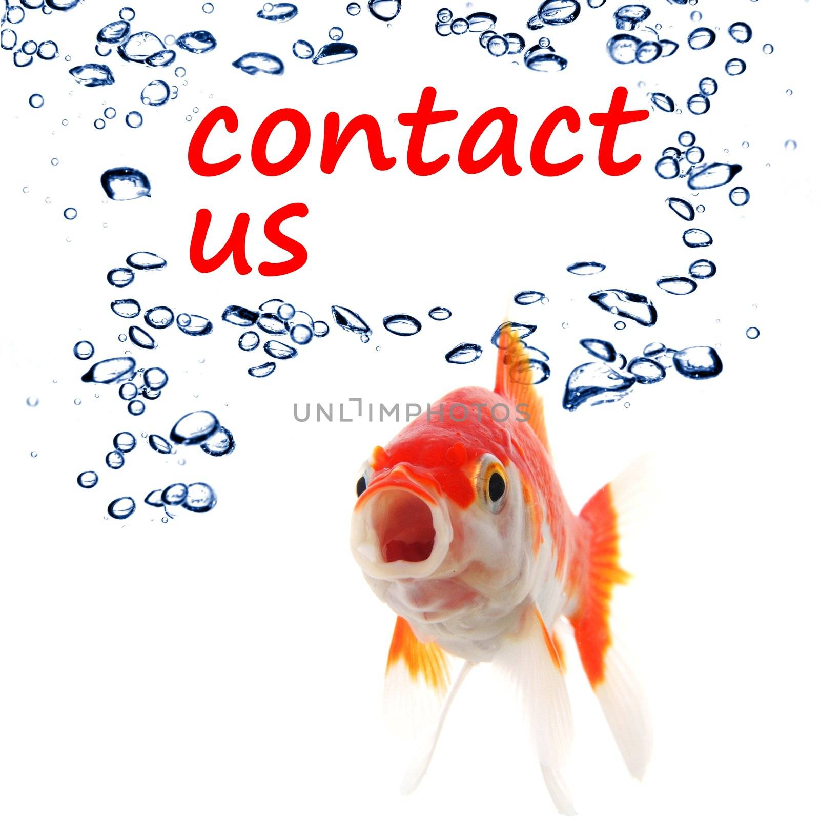 contact us concept with goldfish showing support service or email communication