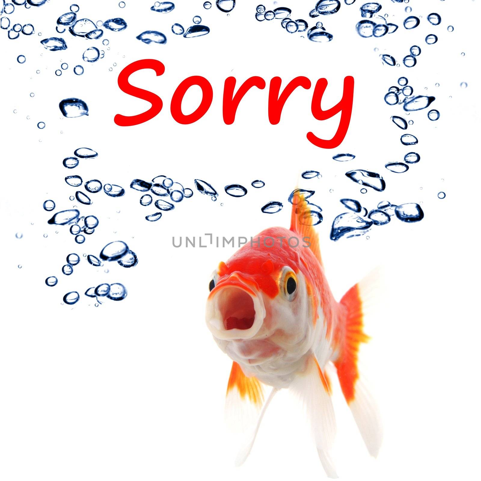 sorry concept with word and goldfish isolated on white background