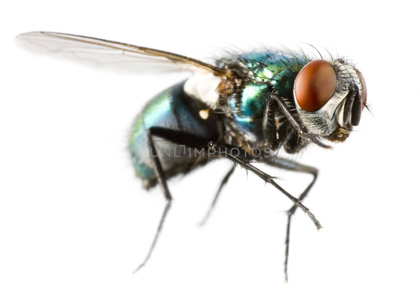 flying house fly in extreme close up on white background