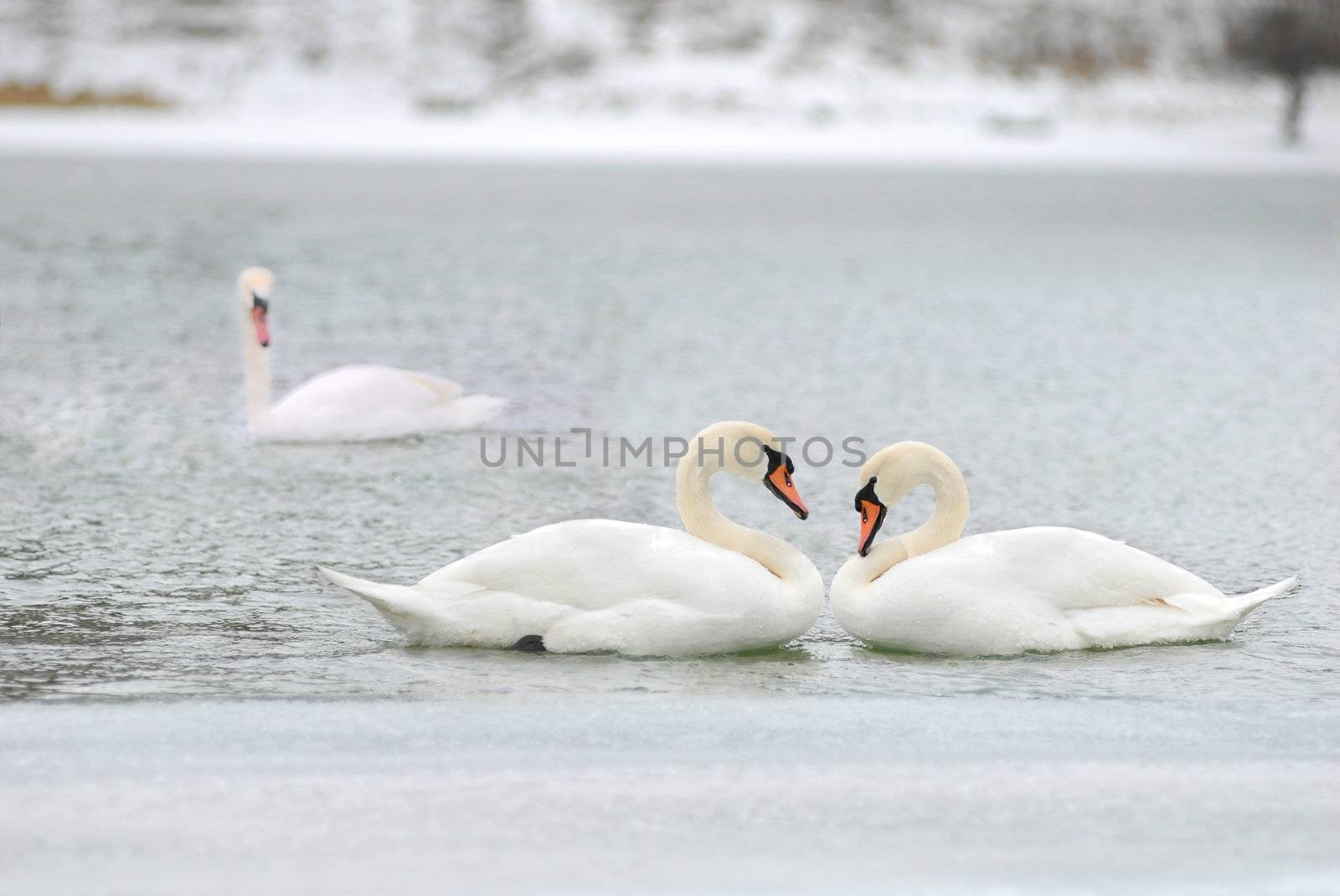 love and fidelity of the swans  by makspogonii