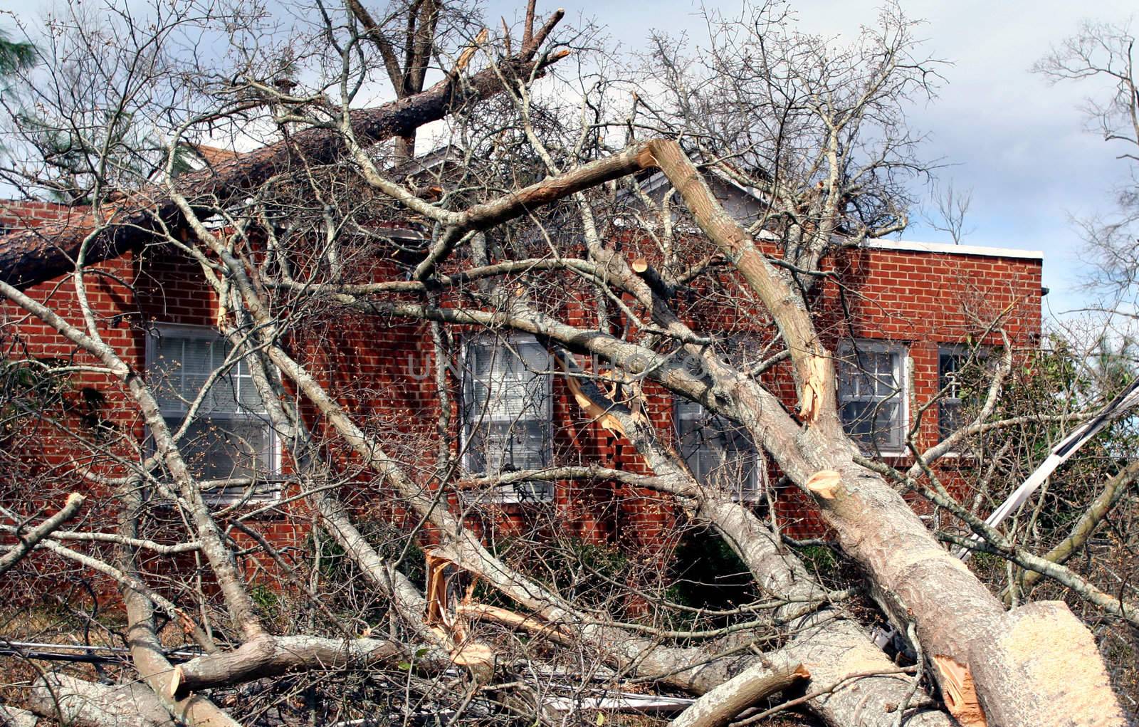 A tree that fell on a house during tornado