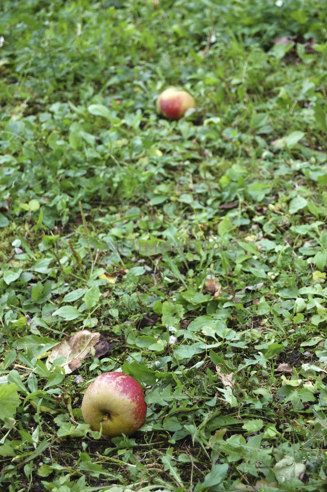Apples by jol66