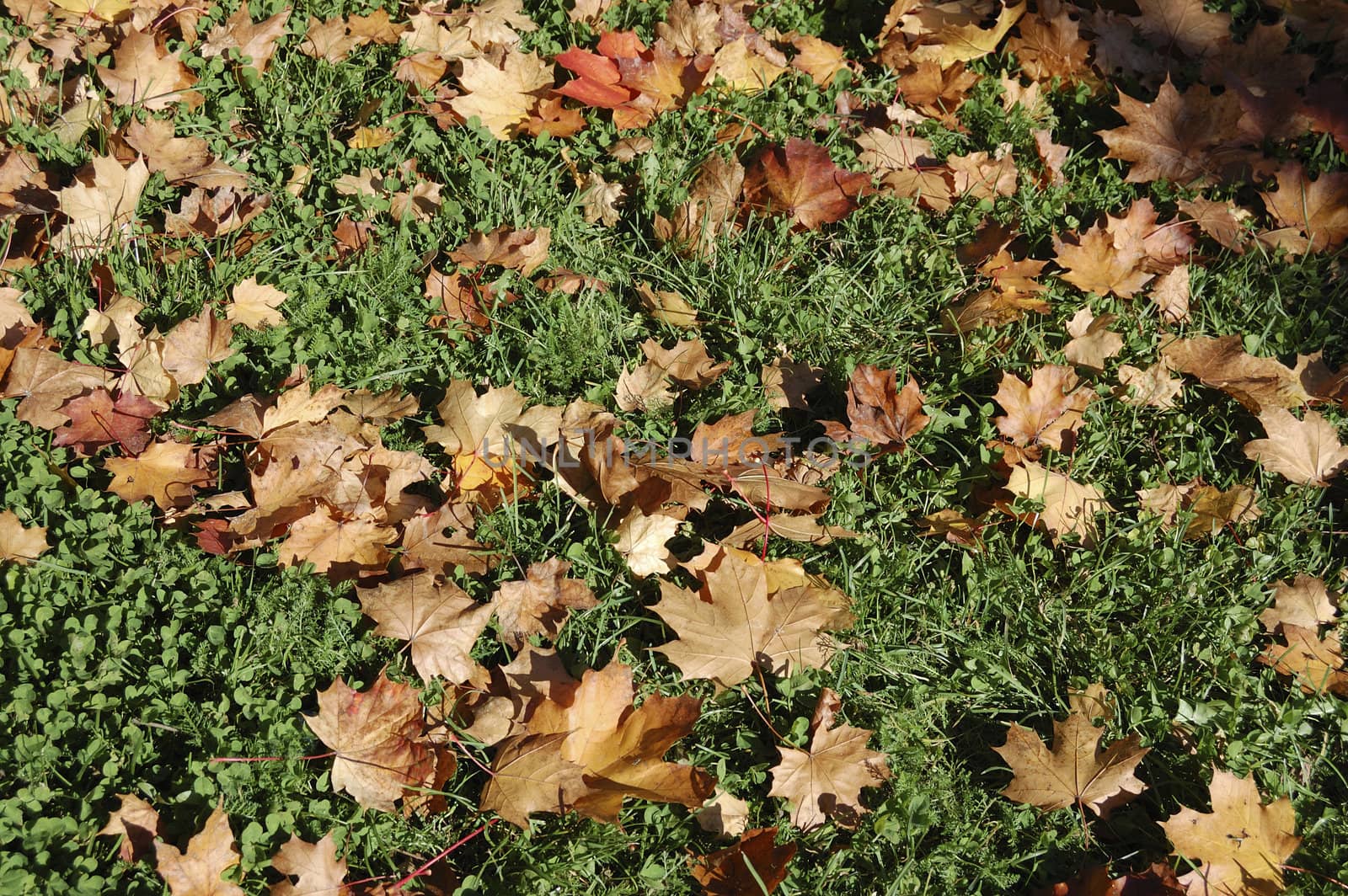 Dry leaves in grass