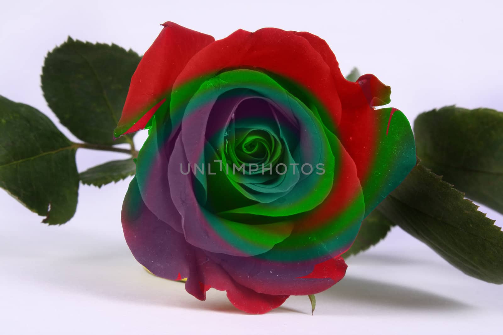 A multicolored Rose with an abstract color pattern.