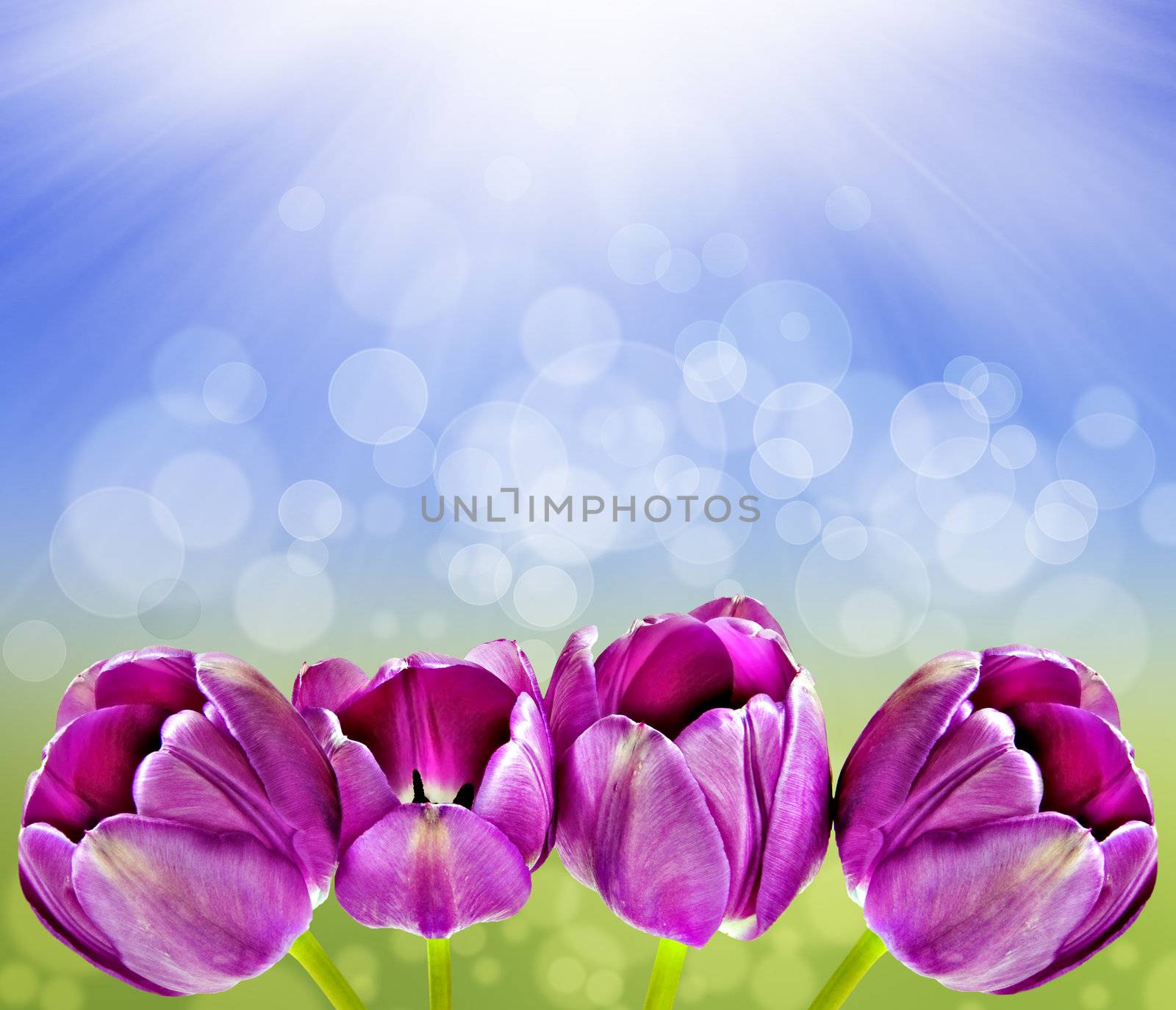 Spring background with tulips and sun