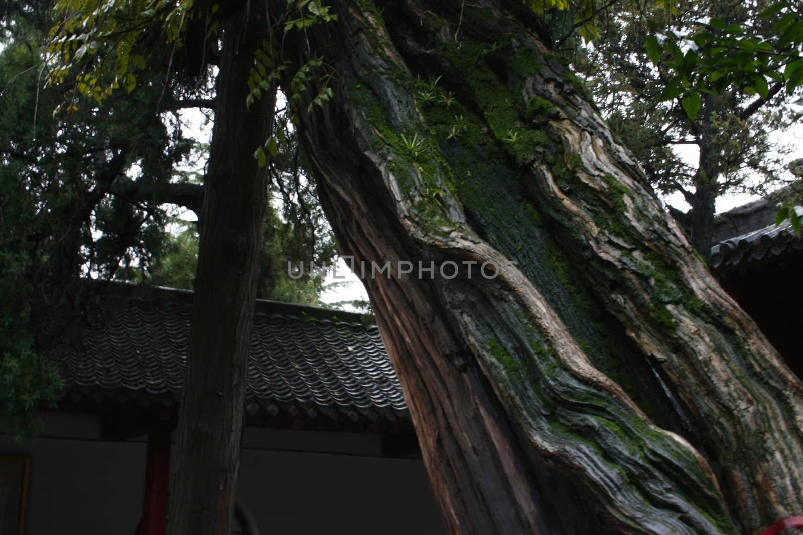 old tree in the temple of the white horse by koep