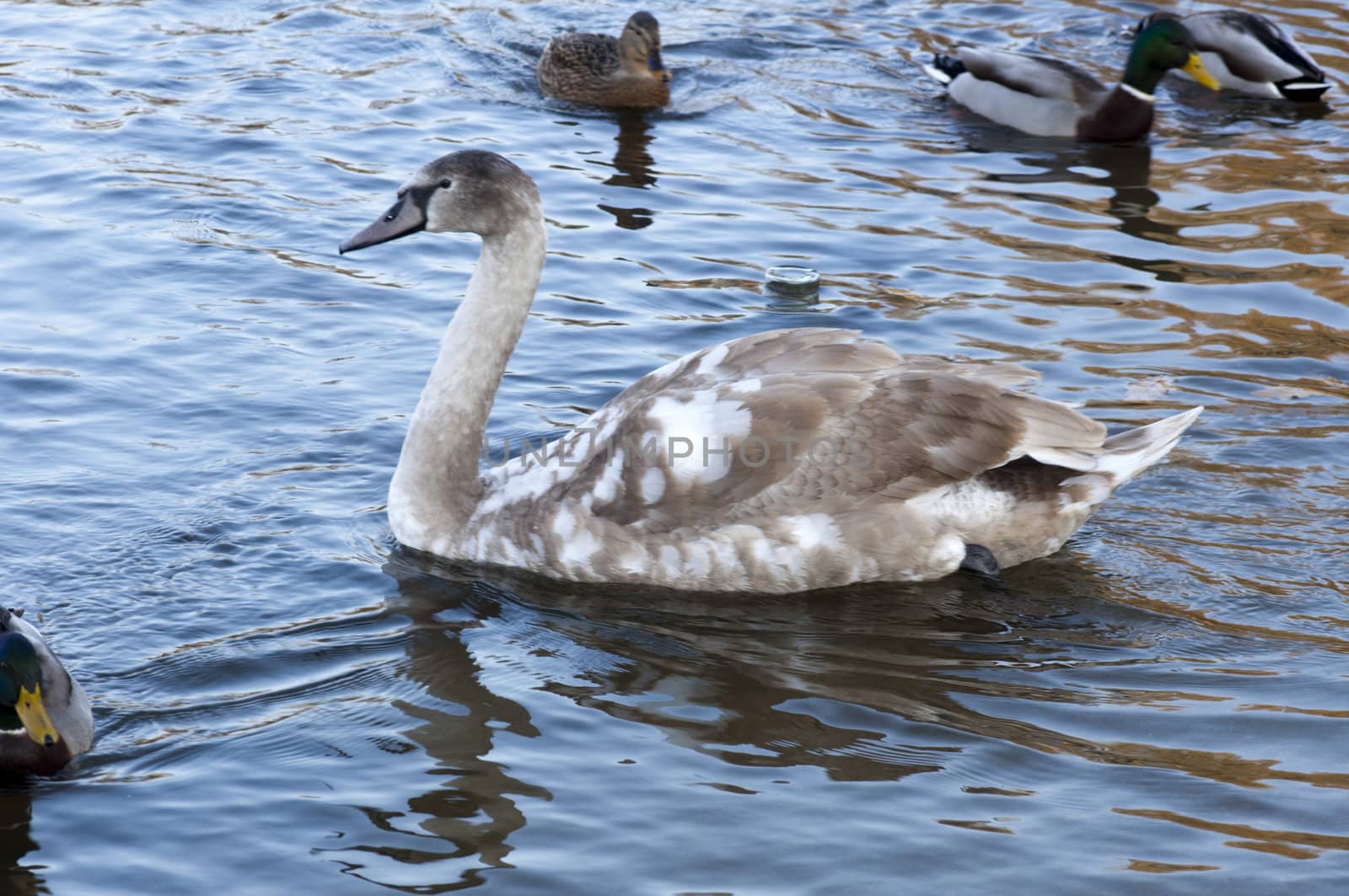 High resolution image. The swan floats in lake. White swan.