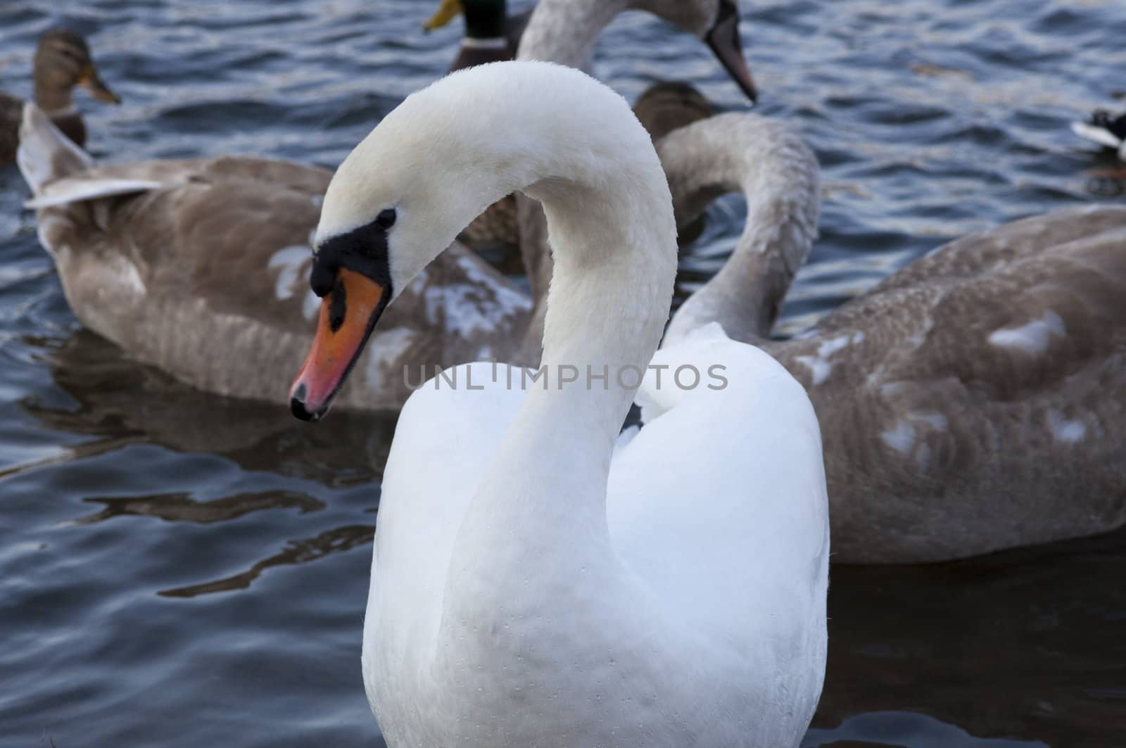 High resolution image. Ducks and swans on the bank of lake.