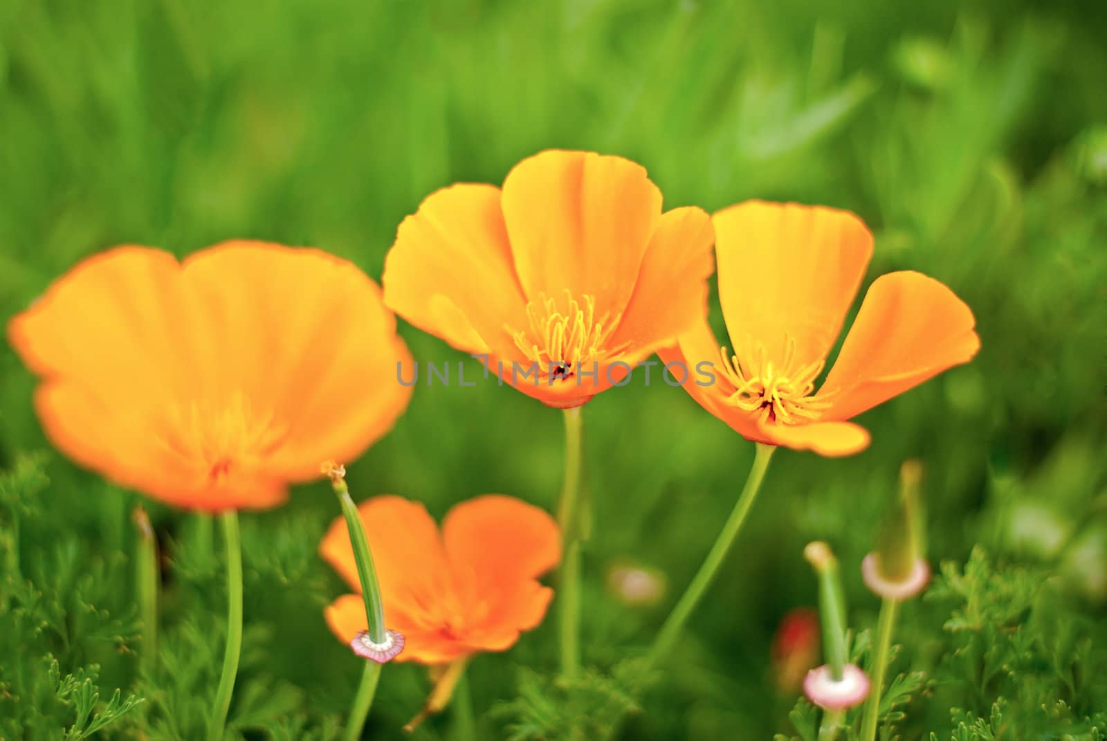 Orange Poppies Field selective focus effect.