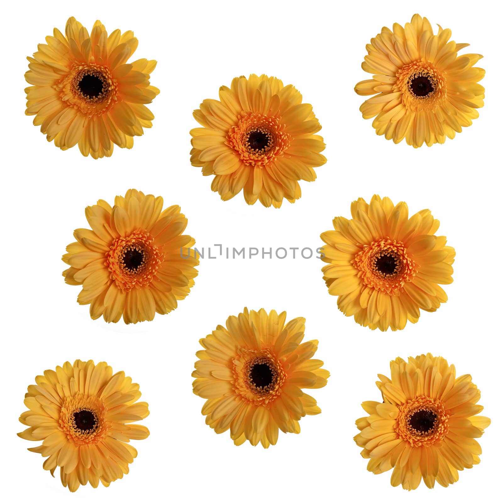 Yellow gerbera flowers isolated on white background.