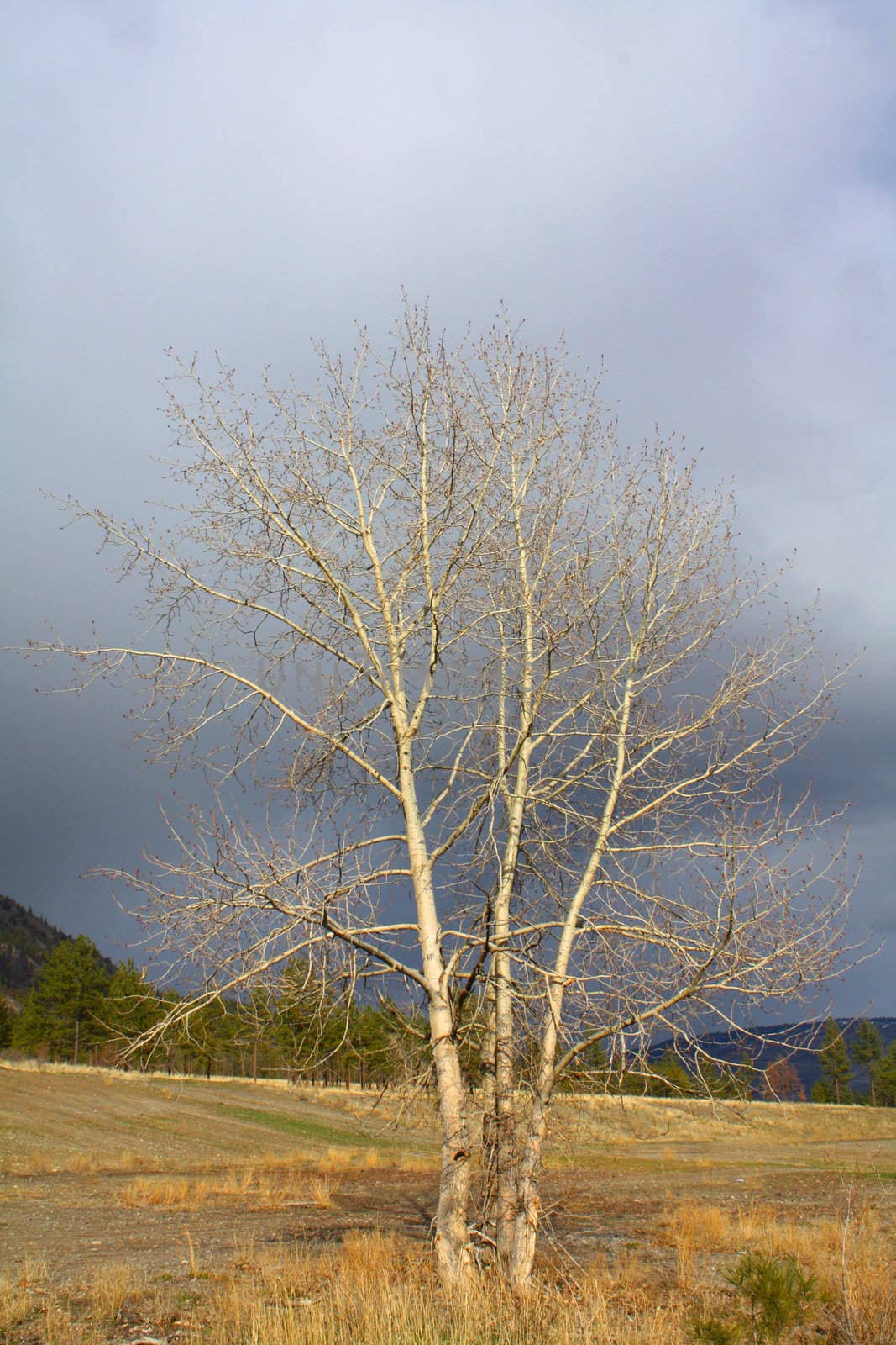 Lone tree against stormy grey rain clouds