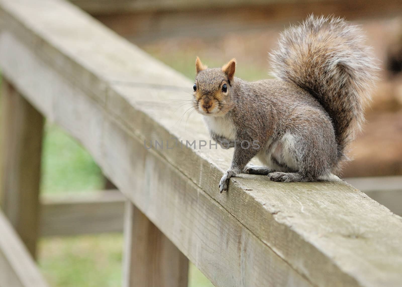 A gray squirrel perched in a fence.