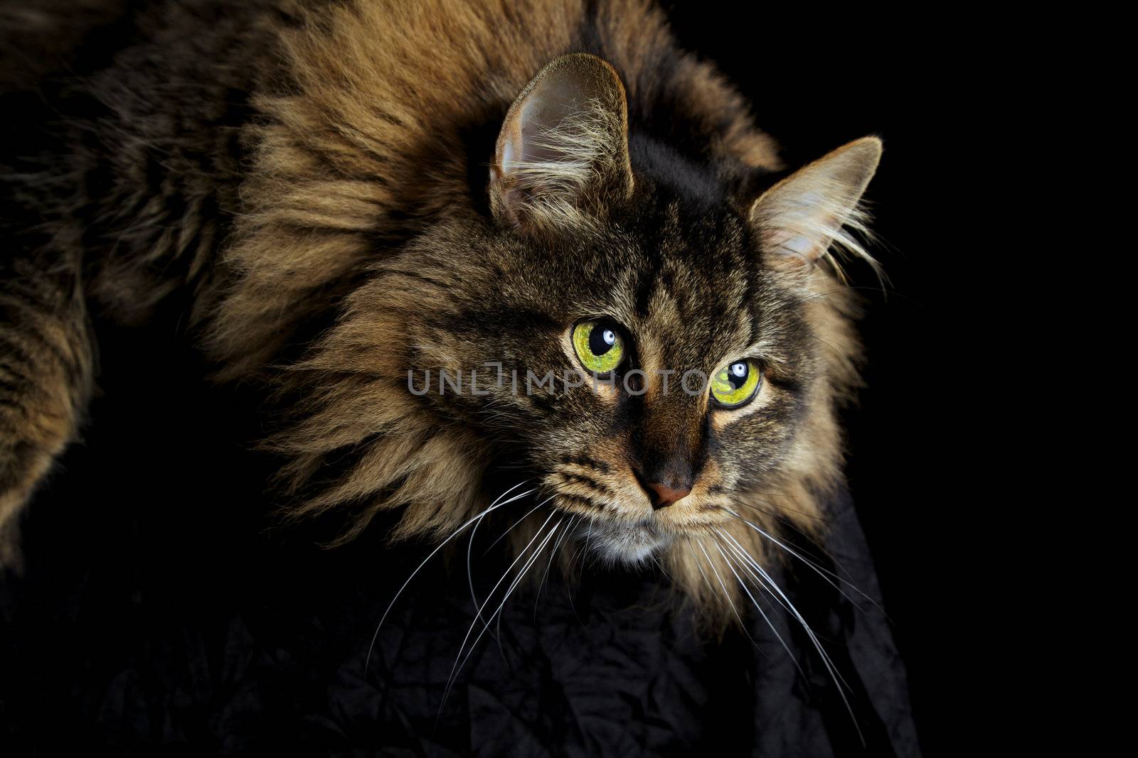 Maine Coon  cat with green eyes staring down on black background