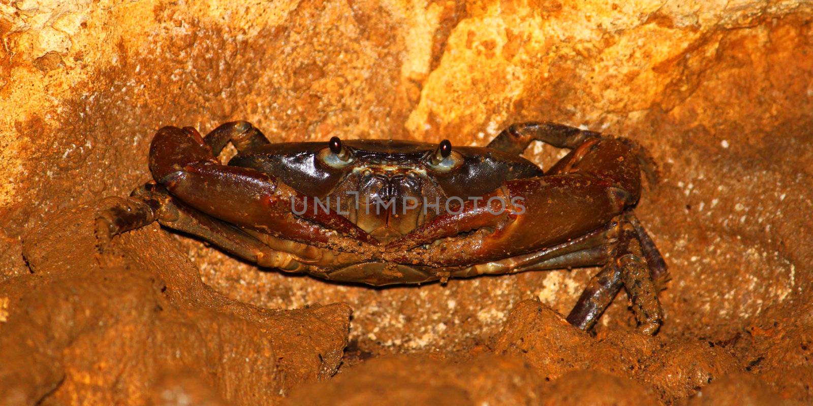 Cave Crab - Puerto Rico by Wirepec