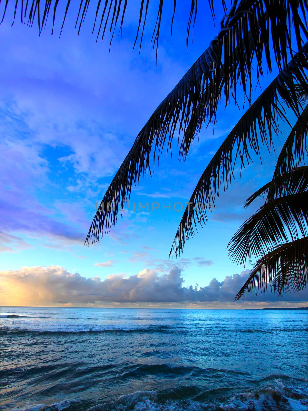 Beautiful sunset framed by palm fronds on the west coast of Puerto Rico.