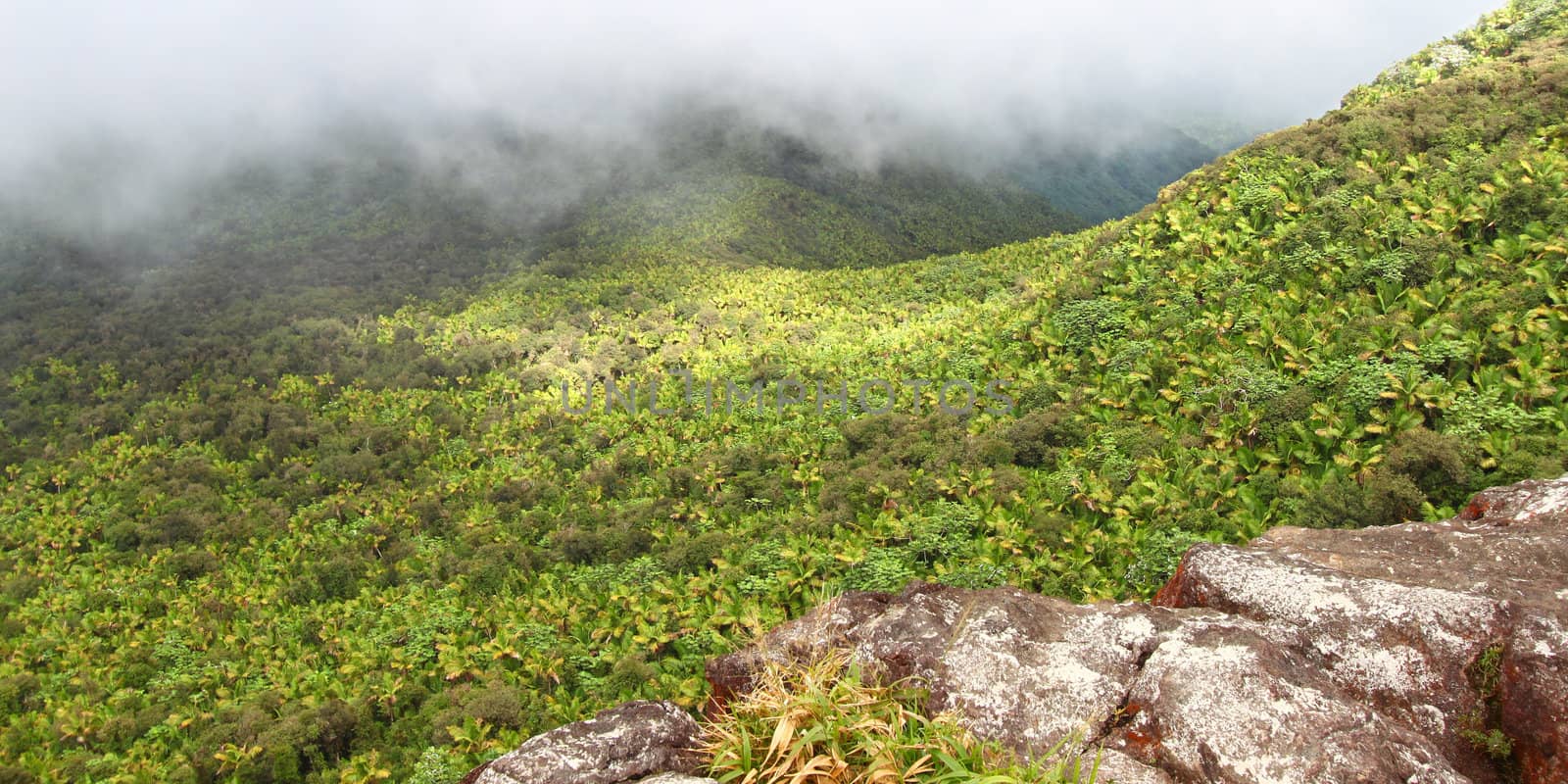El Yunque Rainforest - Puerto Rico by Wirepec
