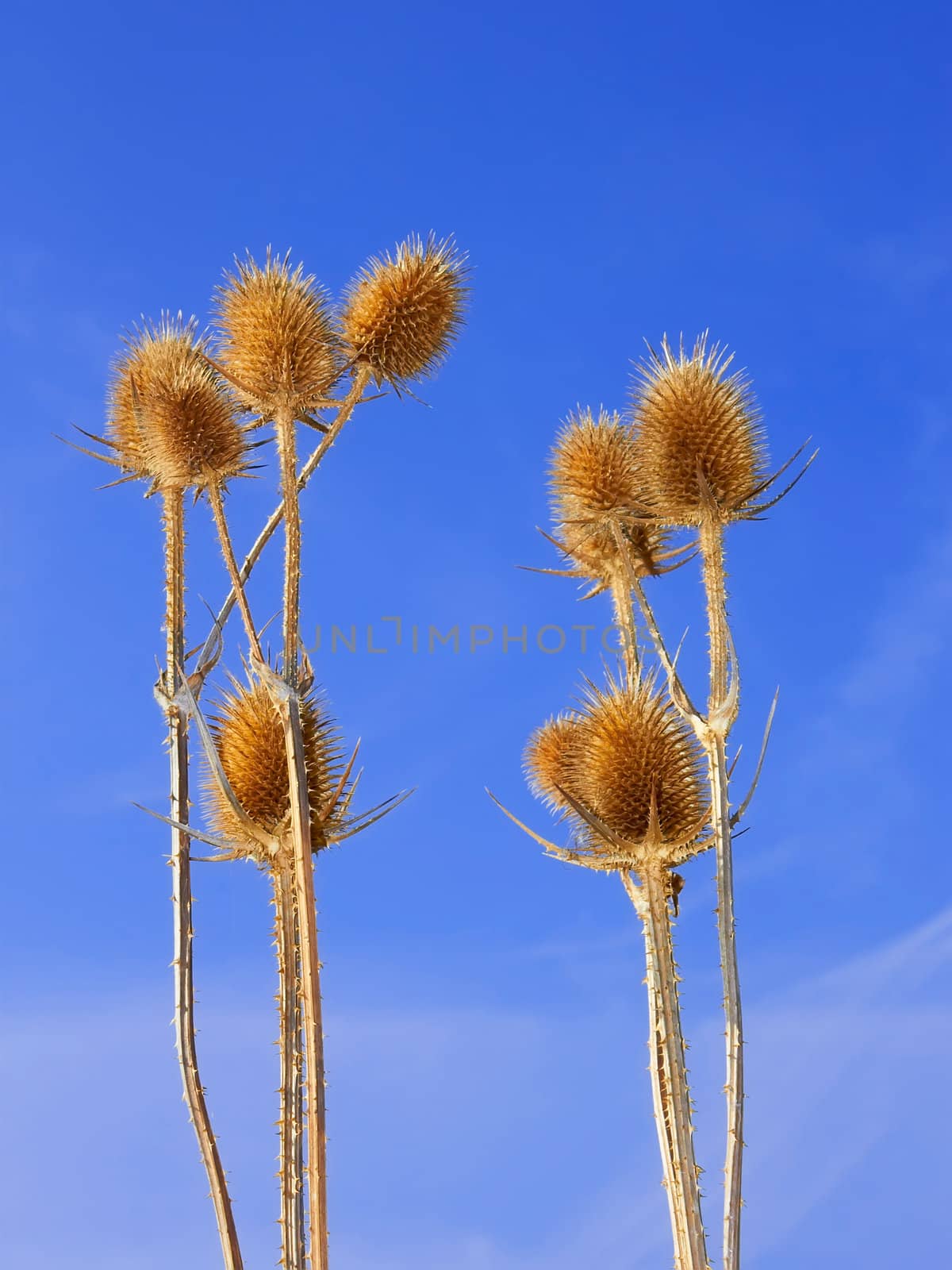 Group of dried teasel flowers against blue sky 