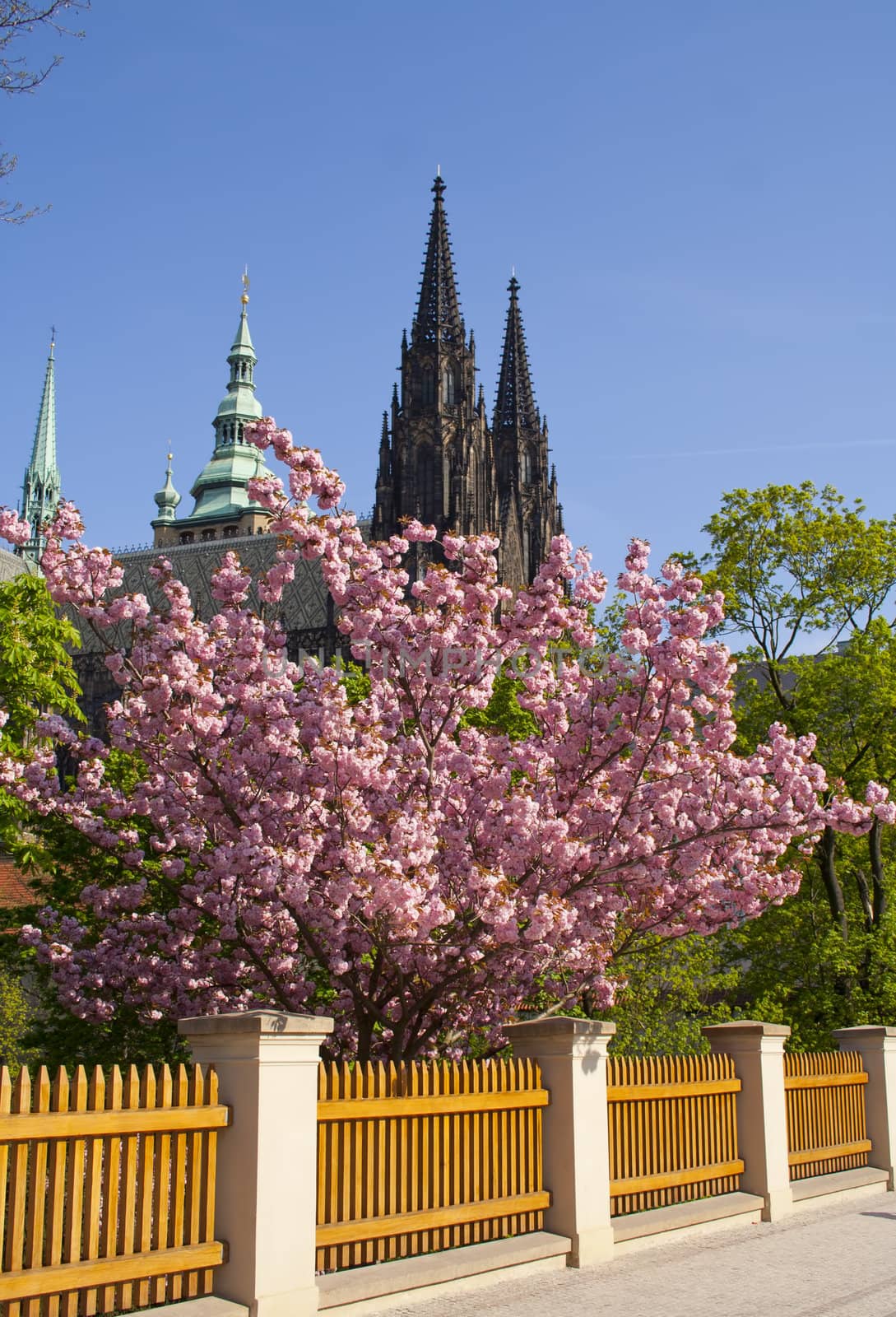 beautiful tree against the blue sky and the castle. Prague, Czech Republic.