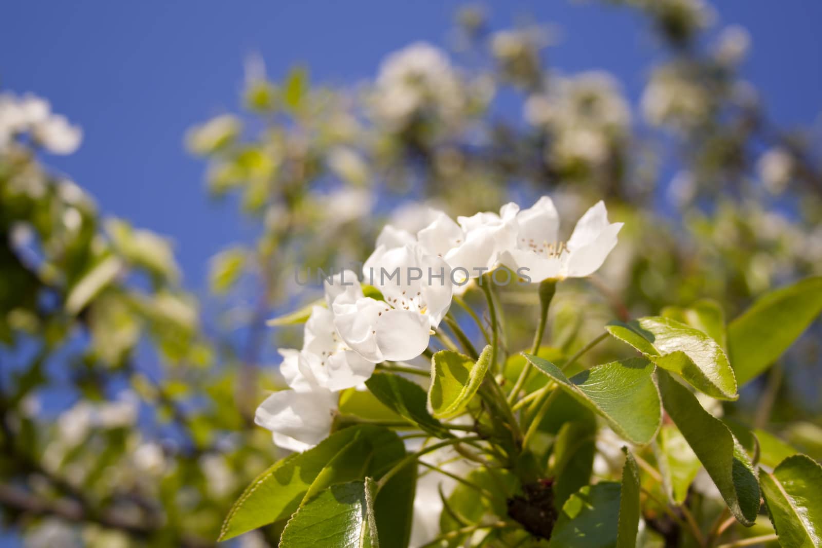 beautiful flowers on the branch of a flowering tree. Prague, Czech Republic.