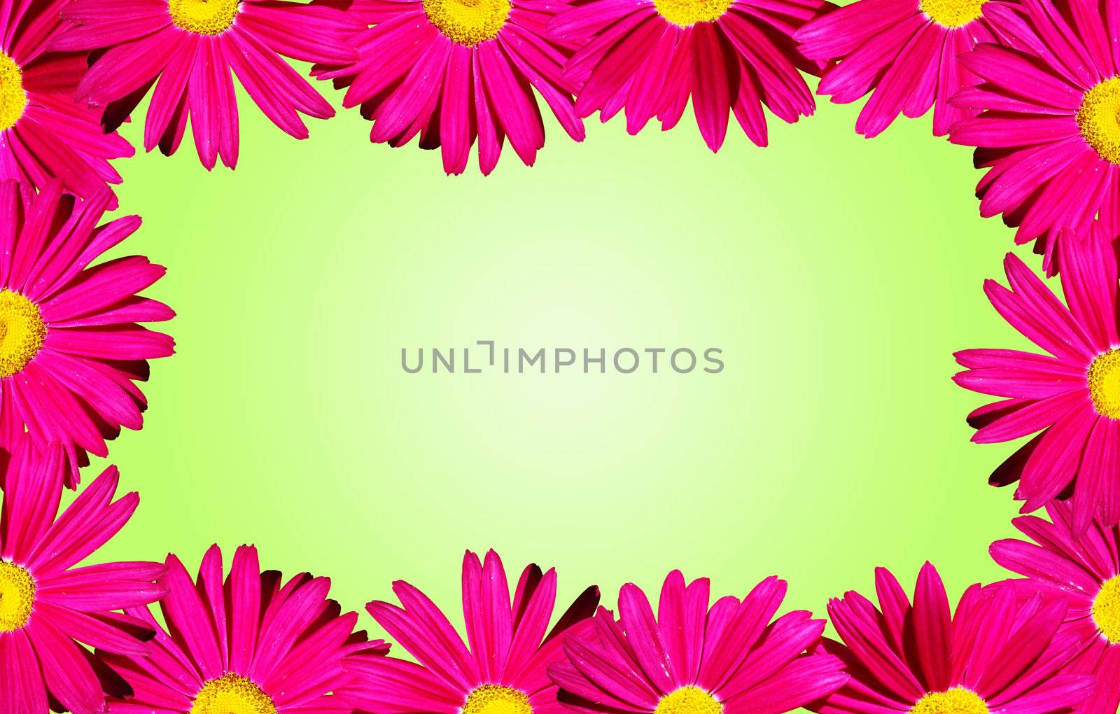 It's spring: Bright pink daisy flowers forming a border over a spring baby green background.               