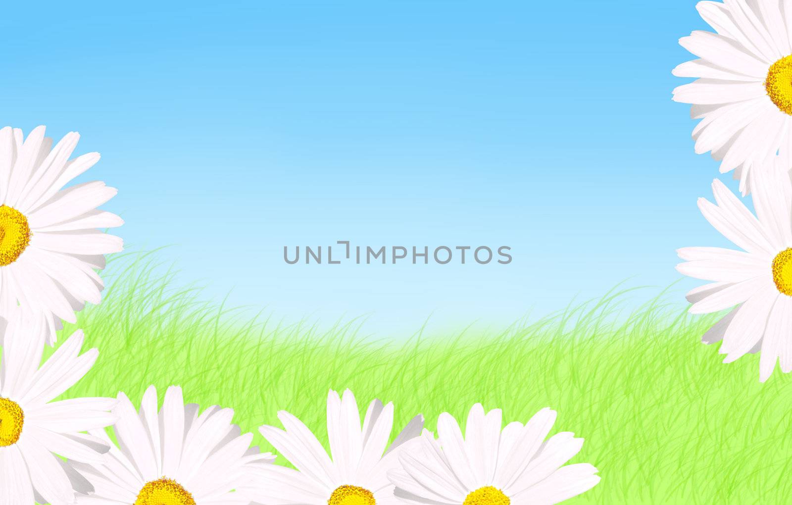 Spring or Mother day background: Beautiful daisies as border to green grass and blue sky with copy space      