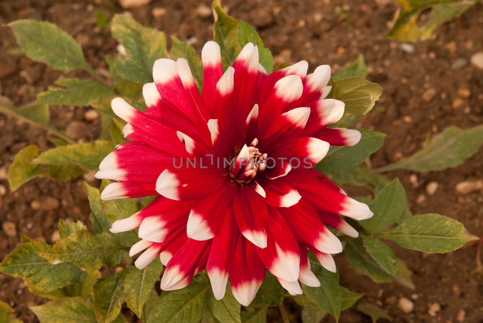 Beautiful stunning dahlia flowering in the garden. Is part of the daisy family like well drained humus rich soils.