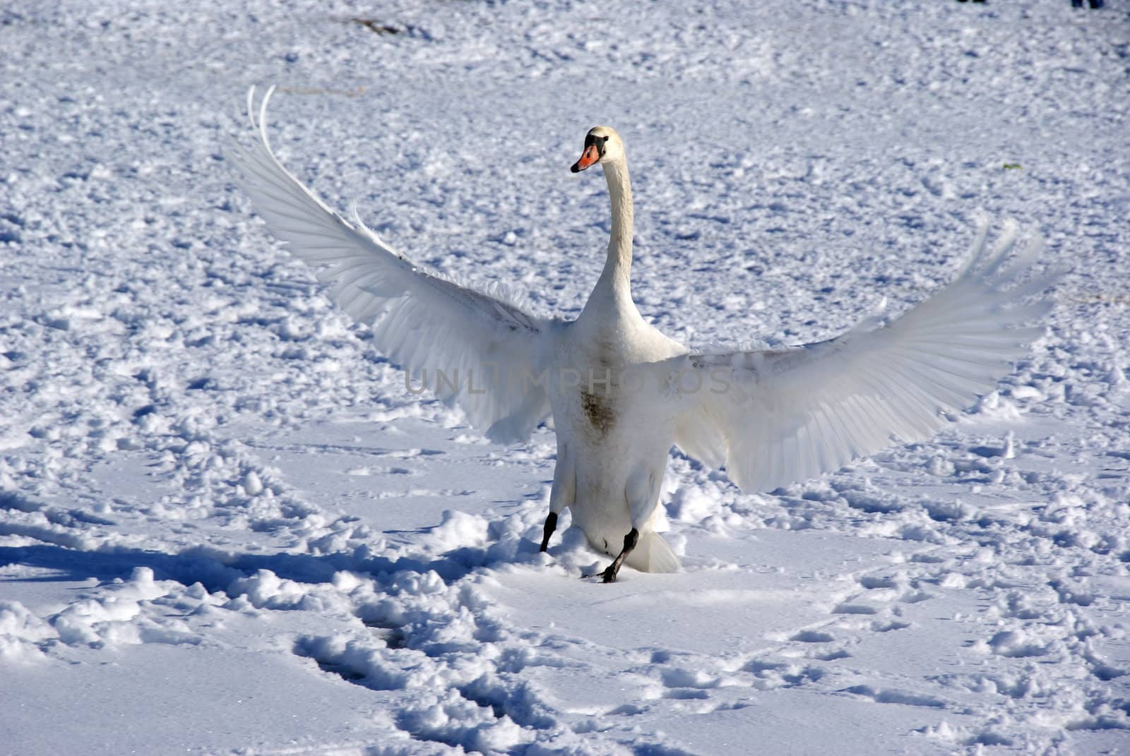 The swan has spread wings  